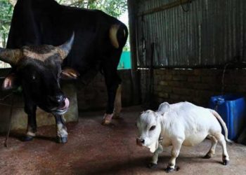 رانی کی ہوئی ختم کہانی