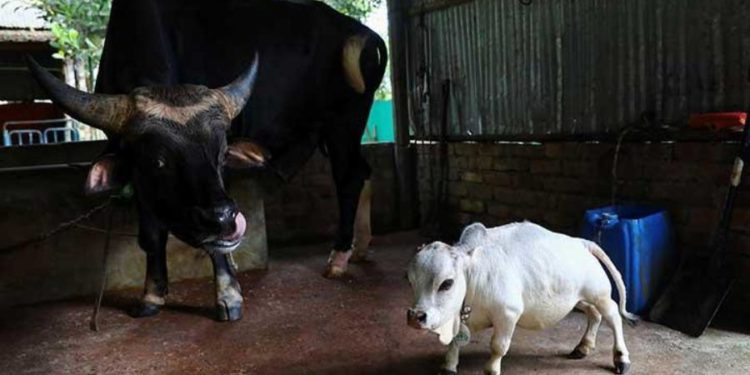 رانی کی ہوئی ختم کہانی