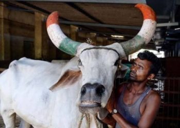 بھارت: گائے کو قومی جانور قرار دینے کا عدالتی حکم