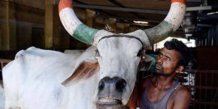 بھارت: گائے کو قومی جانور قرار دینے کا عدالتی حکم