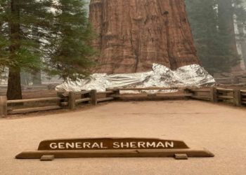 دنیا کے سب سے بڑے درخت کو آگ سے بچانے کی جدوجہد