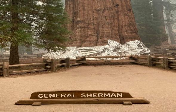 دنیا کے سب سے بڑے درخت کو آگ سے بچانے کی جدوجہد