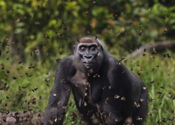 ایک لاکھ تصاویر میں گوریلا کا انداز ایوارڈ کاسبب بنا