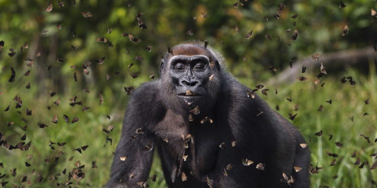 ایک لاکھ تصاویر میں گوریلا کا انداز ایوارڈ کاسبب بنا