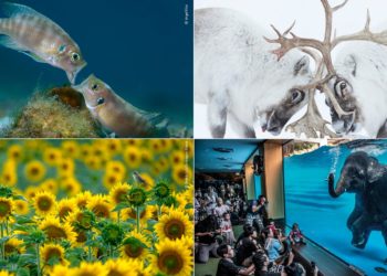 وائلڈ لائف فوٹوگرافرآف دی ایئر 2021 کا فاتح کون؟