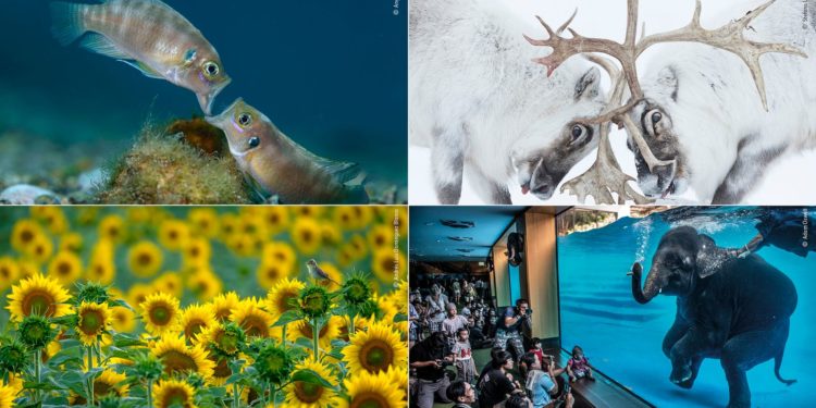 وائلڈ لائف فوٹوگرافرآف دی ایئر 2021 کا فاتح کون؟