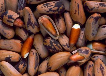 اس سال ایک کلو چلغوزے کی قیمت کیا ہوگی؟