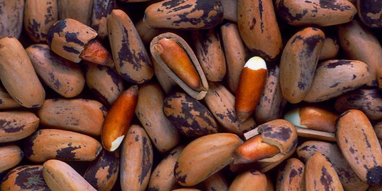 اس سال ایک کلو چلغوزے کی قیمت کیا ہوگی؟