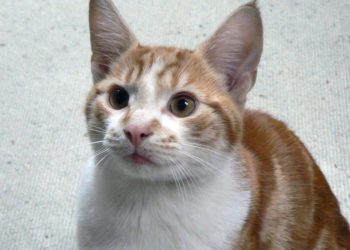 دس سال سے لاپتہ بلی مالک کو کیسے ملی؟