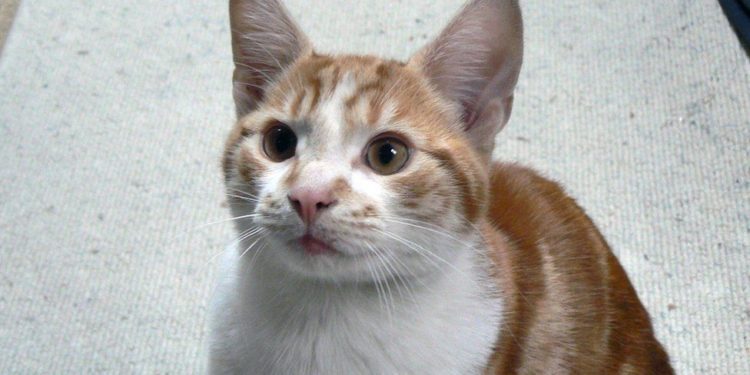 دس سال سے لاپتہ بلی مالک کو کیسے ملی؟