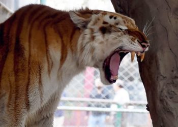 کیا کراچی چڑیا گھر میں جانور بیمار ہیں؟انتظامیہ نے ویڈیو شیئر کردی