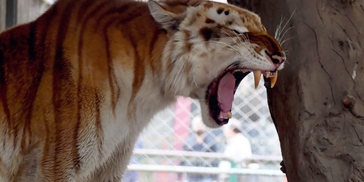 کیا کراچی چڑیا گھر میں جانور بیمار ہیں؟انتظامیہ نے ویڈیو شیئر کردی