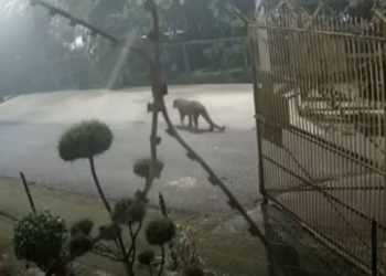 بھارتی شہر غازی آباد کے شہریوں کو تیندوے نے گھر وں میں قید کردیا