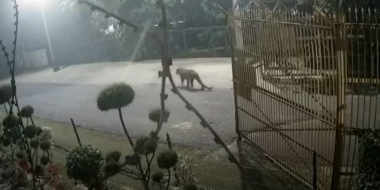 بھارتی شہر غازی آباد کے شہریوں کو تیندوے نے گھر وں میں قید کردیا