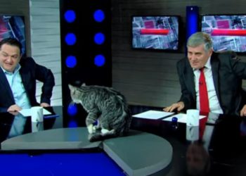 جب سیاسی شو میں بلی بھی اپنا تبصرہ دینے پہنچی