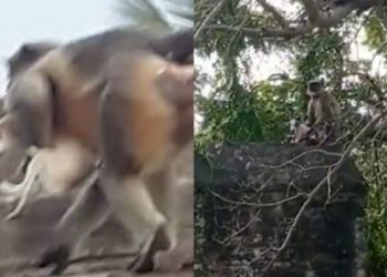 بھارت میں بندروں اور کتوں کی ’گینگ وار‘