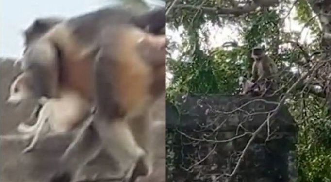 بھارت میں بندروں اور کتوں کی ’گینگ وار‘