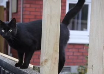 نیوزی لینڈ کی ’چوربلی‘  منشیات کے سرغنہ کا سراغ لگائے گی؟