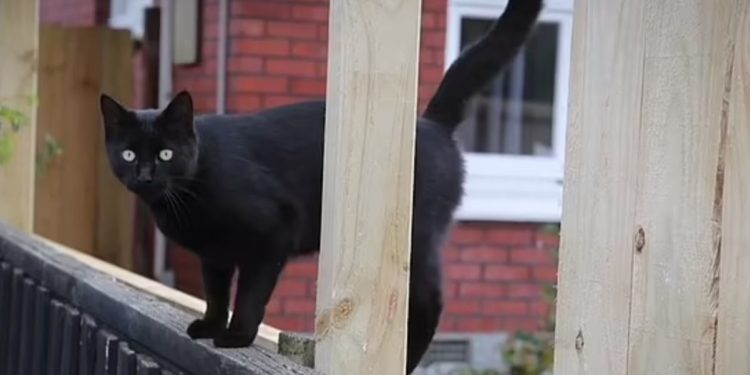 نیوزی لینڈ کی ’چوربلی‘  منشیات کے سرغنہ کا سراغ لگائے گی؟