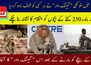 بھارت میں انوکھی گینگ وار نے ہر کسی کو خوف زدہ کردیا