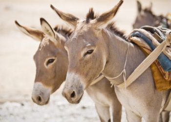 بھارت میں گدھے تک چوری ہونے لگے