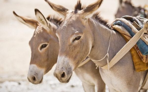 بھارت میں گدھے تک چوری ہونے لگے