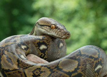  اب تو سانپ بھی چوروں سےمحفوظ نہیں