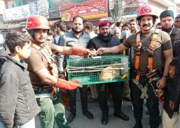 اورنج لائن میں پھنسی بلی ریسکیو کرلی گئی