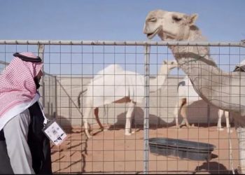 سعودی عرب میں اونٹوں کا پہلا فائیو اسٹار ہوٹل