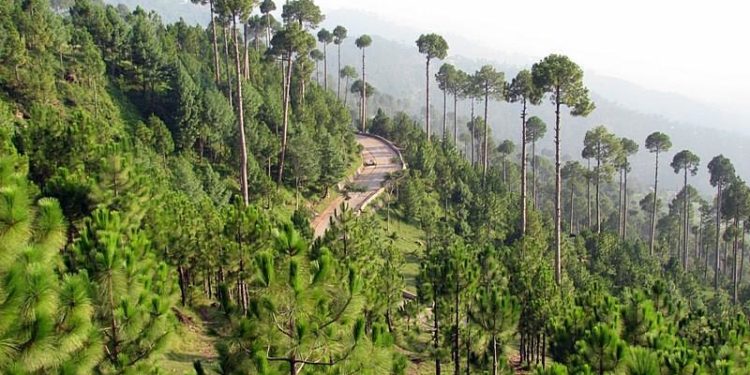 مری میں درختوں اور پہاڑوں کی کٹائی پر بندش