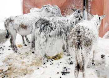 ترکی میں شدید برفباری سے جانور مجسمے بن گئے