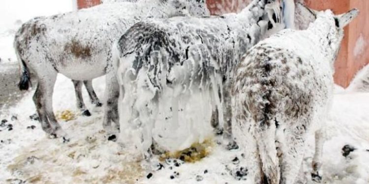 ترکی میں شدید برفباری سے جانور مجسمے بن گئے