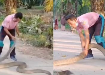 14 فٹ لمبے کوبرا کو ہاتھوں سے پکڑنے کا کارنامہ