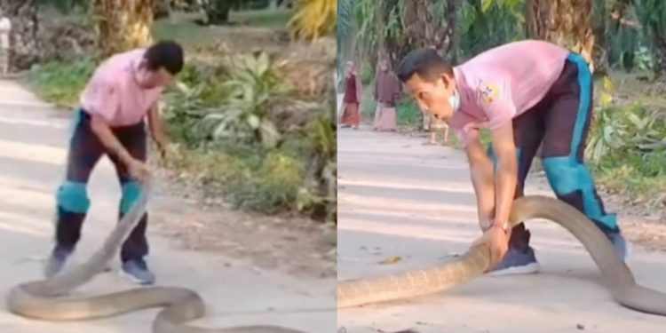 14 فٹ لمبے کوبرا کو ہاتھوں سے پکڑنے کا کارنامہ