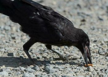 سیانے کوؤں نے اٹھایا صفائی کا بیڑا