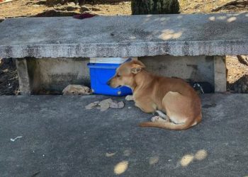 وفاداروں کا وفادار،مالک کی فوتگی کے باوجود کتے کا مالک کے لیے انتظار