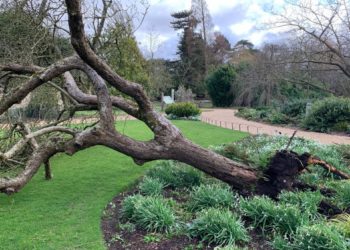 کشش ثقل کی دریافت والا ”سیب کا درخت” طوفان کی زد میں آگیا