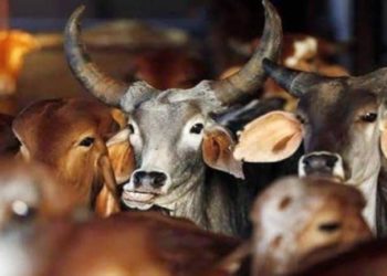 بھارت: گاؤ رکشک کے نام پر مسلم نوجوان پر ہندو انتہا پسند کا بدترین تشدد