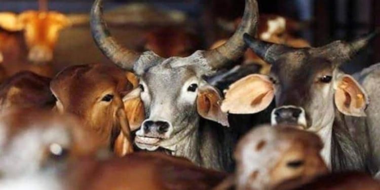 بھارت: گاؤ رکشک کے نام پر مسلم نوجوان پر ہندو انتہا پسند کا بدترین تشدد