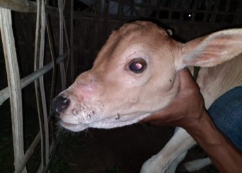 کراچی کے مخلتف علاقوں میں گائے اور بھینس میں جلدی بیماری پھیل گئی