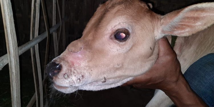 کراچی کے مخلتف علاقوں میں گائے اور بھینس میں جلدی بیماری پھیل گئی