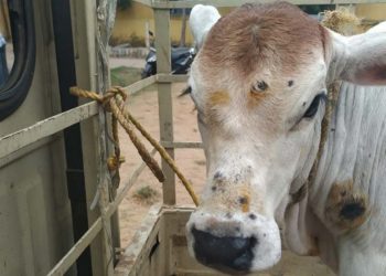 جانوروں میں لمپی اسکن نامی بیماری انسانی صحت کے لیے مضر ہے؟