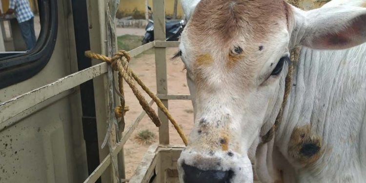 جانوروں میں لمپی اسکن نامی بیماری انسانی صحت کے لیے مضر ہے؟