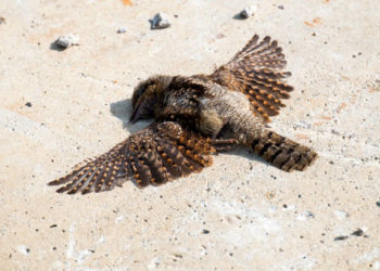 بھارت: شدید گرمی کی لہر سے جانور بھی بے حال