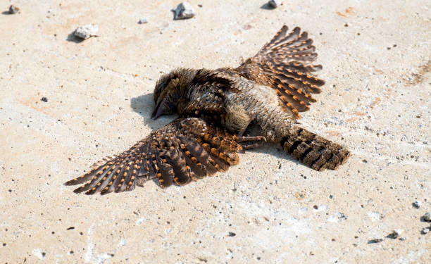 بھارت: شدید گرمی کی لہر سے جانور بھی بے حال