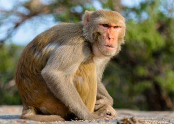 بھارت میں ثبوت لے کر فرار ہونے والے بندر کی تلاش