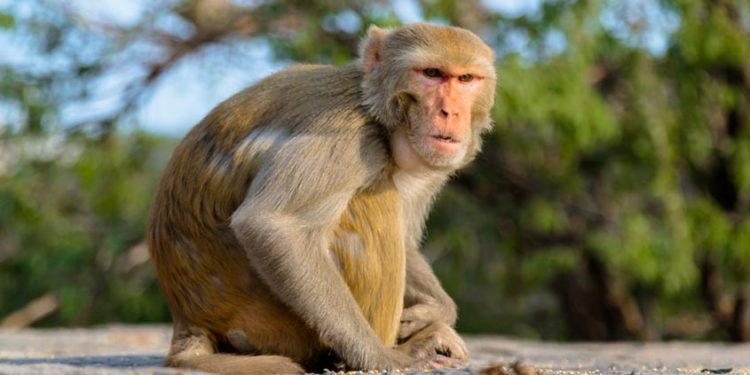 بھارت میں ثبوت لے کر فرار ہونے والے بندر کی تلاش