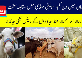 کراچی کی مویشی منڈی میں خریداری تیز، عوام کا جم غفیر