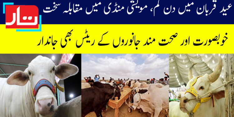 کراچی کی مویشی منڈی میں خریداری تیز، عوام کا جم غفیر