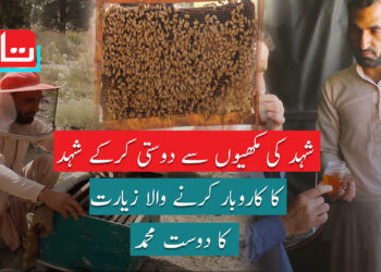 شہد اور شہد کی مکھیوں کا کاروبار کرنے والا دوست محمد